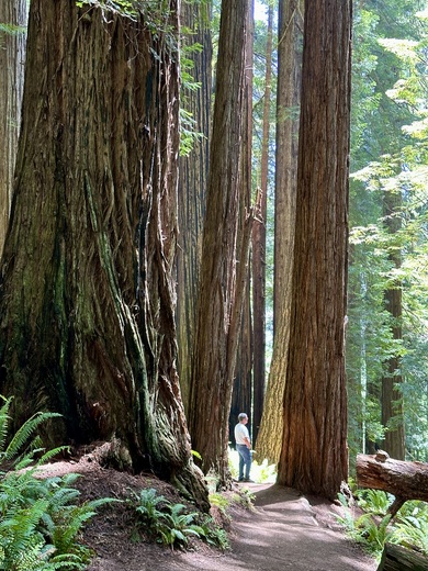 Redwood National Park 