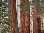 Sequoia National Park 