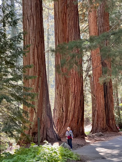 Sequoia National Park 