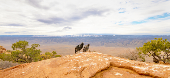 Vermillion Cliffs National Monument
