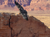 Vermillion Cliffs National Monument