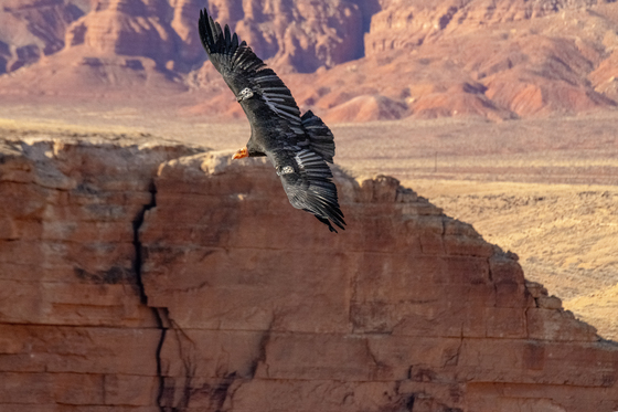 Vermillion Cliffs National Monument