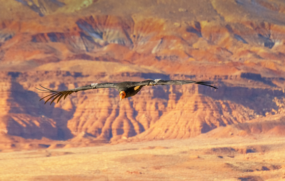 Grand Canyon National Park