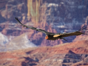 Vermilion Cliffs National Monument