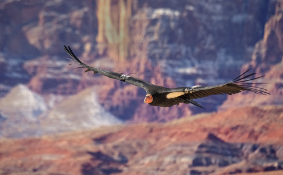 Vermilion Cliffs National Monument
