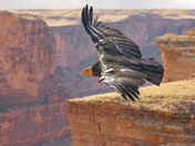 Grand Canyon National Park