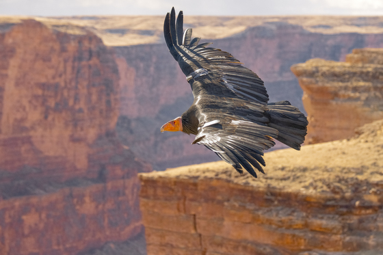 Grand Canyon National Park