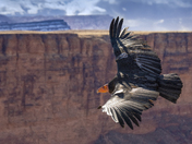 Grand Canyon National Park