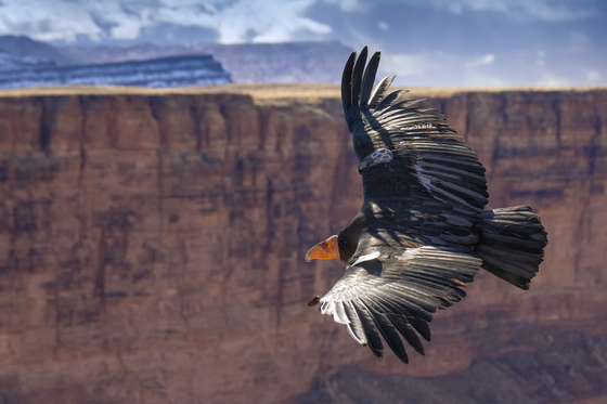 Grand Canyon National Park