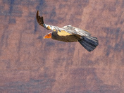 Grand Canyon National Park