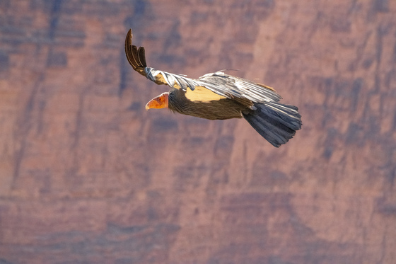 Grand Canyon National Park