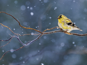 Transitioning Goldfinch