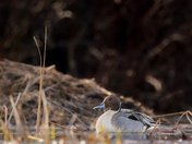 Pintail on Ice
