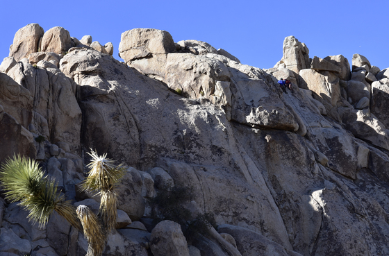 Joshua Tree National Park