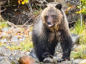 Naughty Cub !