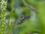 Nature's tiniest marvel