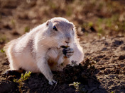 Devils Tower National Monument