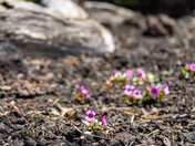 Craters of the Moon National Monument and Preserve