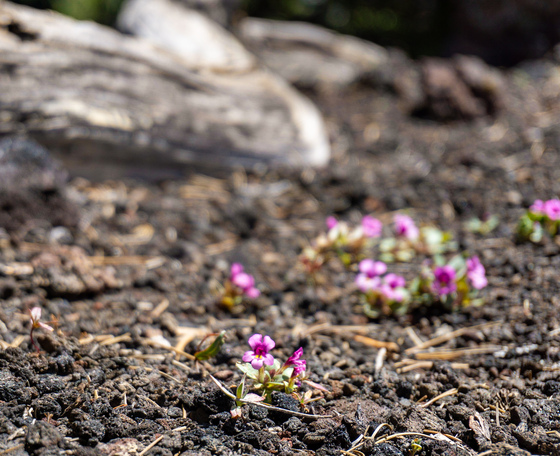 Craters of the Moon National Monument and Preserve