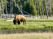 Yellowstone National Park 