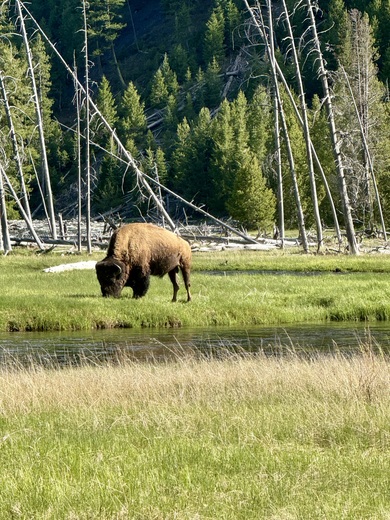 Yellowstone National Park 