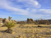 Joshua Tree national park