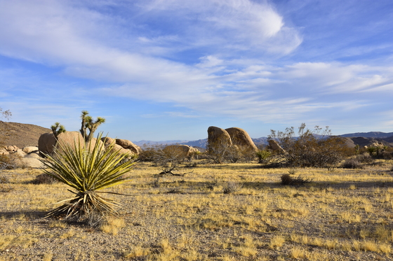 Joshua Tree national park