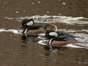 Hooded Merganser