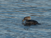 Hooded Merganser