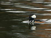 Hooded Merganser