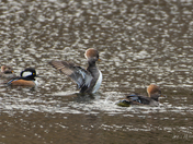 Hooded Merganser