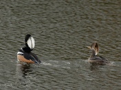Hooded Merganser