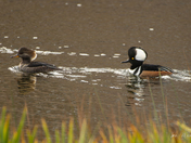 Hooded Merganser