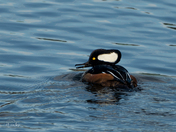 Hooded Merganser