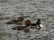 Hooded Merganser