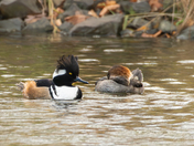 Hooded Merganser