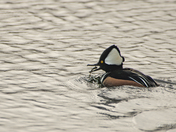 Hooded Merganser