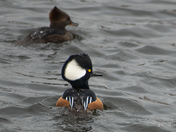 Hooded Merganser