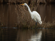 Great Egret