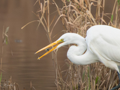 Great Egret