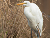 Great Egret