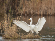 Great Egret