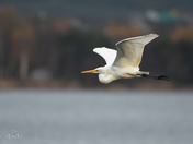 Great Egret