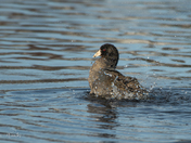 American Coot