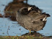 American Coot