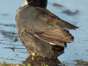 American Coot