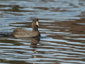 American Coot