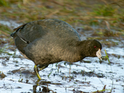 American Coot