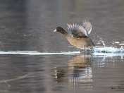 American Coot