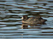 American Coot